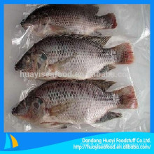 Versorgung 300-500g Tilapia zum Verkauf